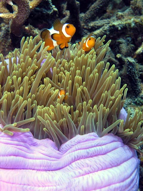 Western clown anemonefish (Amphiprion ocellaris), Pulau Aur, West Malaysia