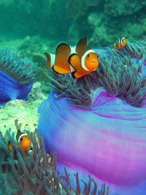 Western clown anemonefish (Amphiprion ocellaris), Perhentian Islands, West Malaysia