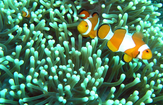 Western clown anemonefish (Amphiprion ocellaris), Anilao, Batangas, Philippines