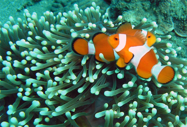 Western clown anemonefish (Amphiprion ocellaris), Anilao, Batangas, Philippines