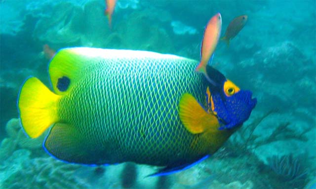 Blueface angelfish (Pomacanthus xanthometopon), Bali, Indonesia