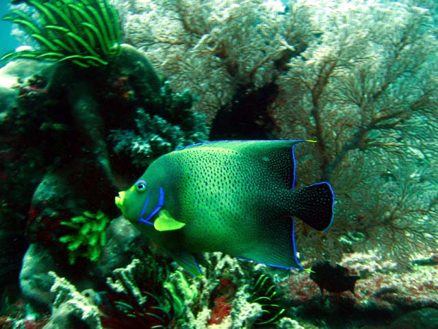 Semicircle angelfish (Pomacanthus semicirculatus), Bali, Indonesia