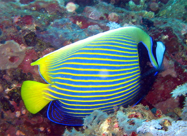 Emperor angelfish (Pomacanthus imperator), Puerto Galera, Mindoro, Philippines