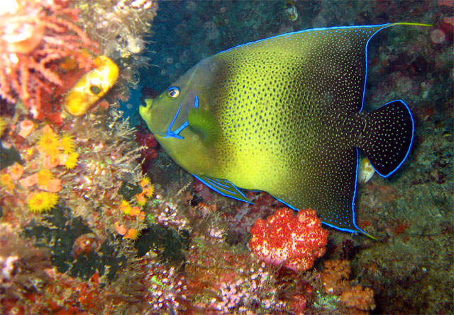 Semicircle angelfish (Pomacanthus semicirculatus), Pulau Badas, Indonesia