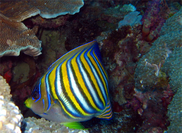 Regal or Royal angelfish (Pygoplites diacanthus), Pulau Badas, Indonesia