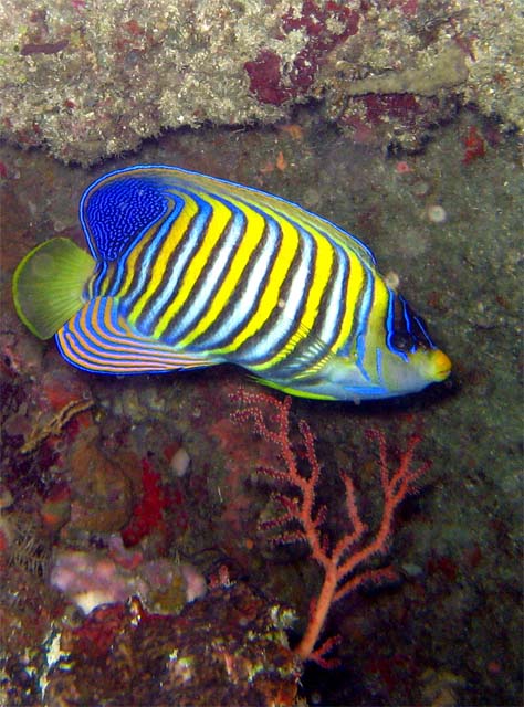 Regal or Royal angelfish (Pygoplites diacanthus), Puerto Galera, Mindoro, Philippines