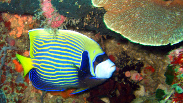 Emperor angelfish (Pomacanthus imperator), Puerto Galera, Mindoro, Philippines