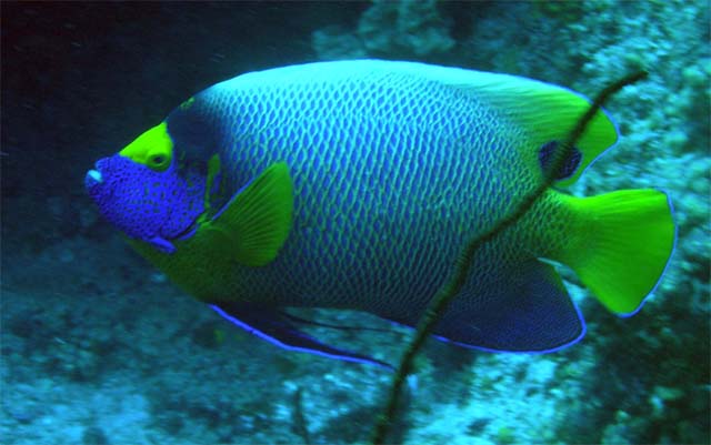 Blueface angelfish (Pomacanthus xanthometopon), Pulau Aur, West Malaysia