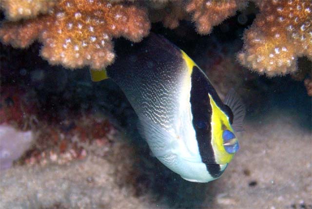 Vermiculated Angelfish (Chaetodontoplus mesoleucus), Pulau Aur, West Malaysia