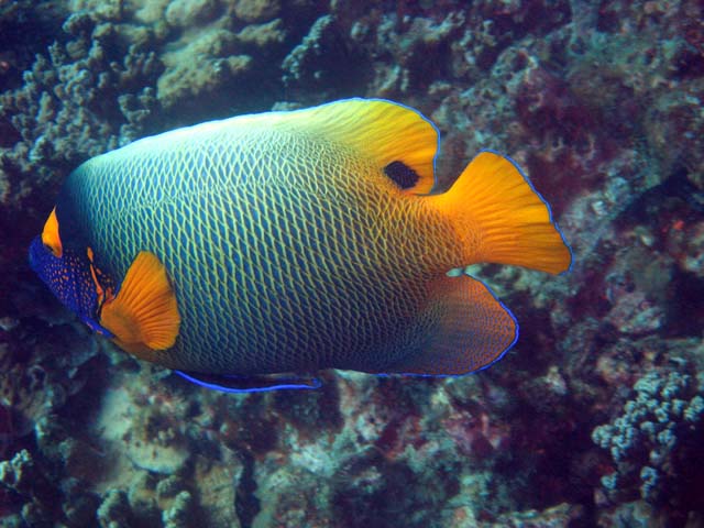 Blueface angelfish (Pomacanthus xanthometopon), Pulau Aur, West Malaysia