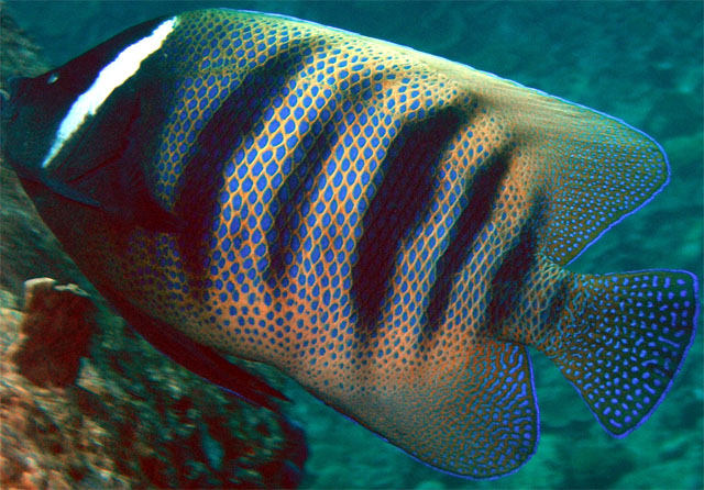 Six-banded angelfish (Pomacanthus sexstriatus), Pulau Redang, West Malaysia