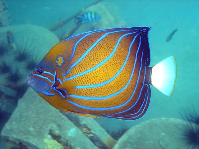 Blueringed angelfish (Pomacanthus annularis), Pulau Tioman, West Malaysia