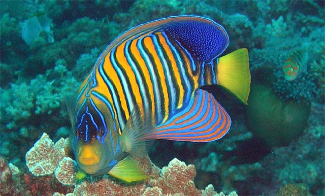 Regal or Royal angelfish (Pygoplites diacanthus), Anambas, Indonesia