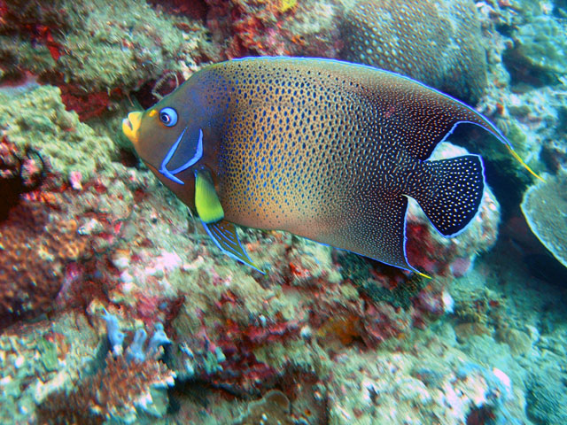 Semicircle angelfish (Pomacanthus semicirculatus), Anilao, Batangas, Philippines