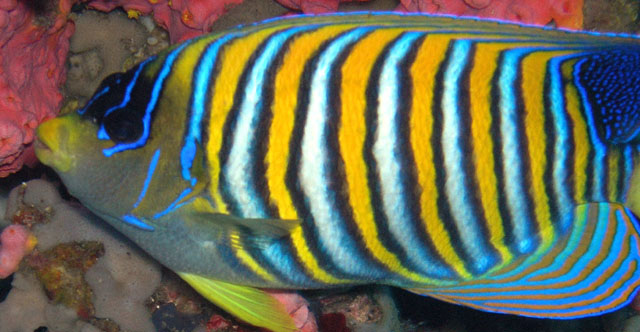 Regal or Royal angelfish (Pygoplites diacanthus), Anilao, Batangas, Philippines