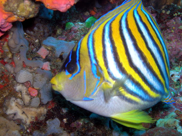 Regal or Royal angelfish (Pygoplites diacanthus), Anilao, Batangas, Philippines