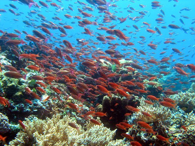 Anthias (Pseudanthias sp), Anilao, Batangas, Philippines