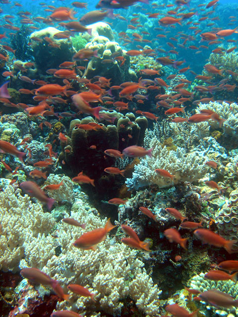 Anthias (Pseudanthias sp), Anilao, Batangas, Philippines