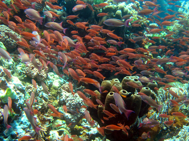 Anthias (Pseudanthias sp), Anilao, Batangas, Philippines