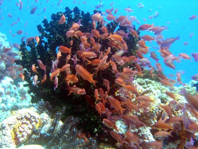 Anthias (Pseudanthias sp), Anilao, Batangas, Philippines