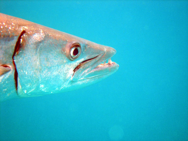 Blackfin barracuda (Sphyraena qenie), Perhentian Islands, West Malaysia