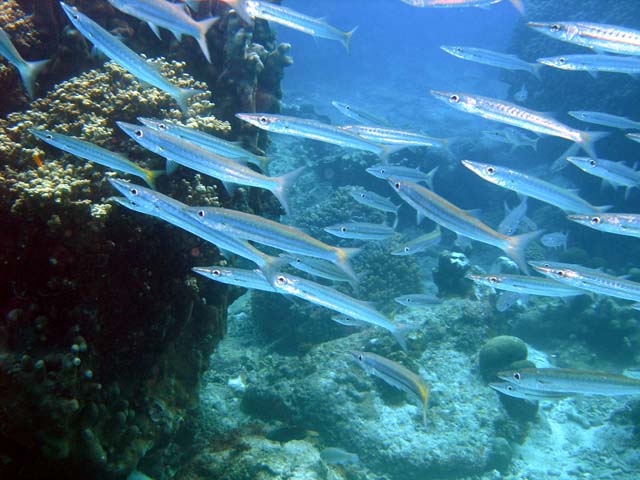 Bigeye barracuda (Sphyraena forsteri), Pulau Aur, West Malaysia