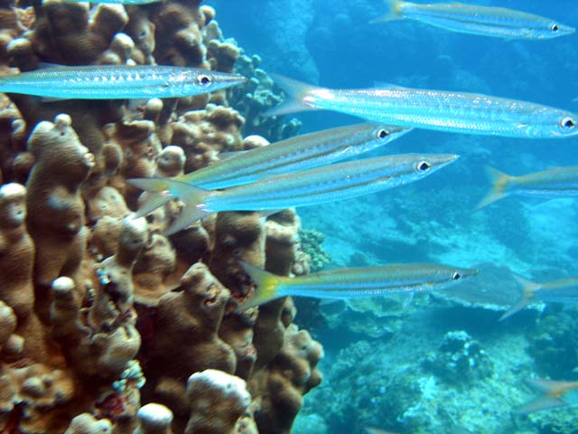 Bigeye barracuda (Sphyraena forsteri), Pulau Aur, West Malaysia