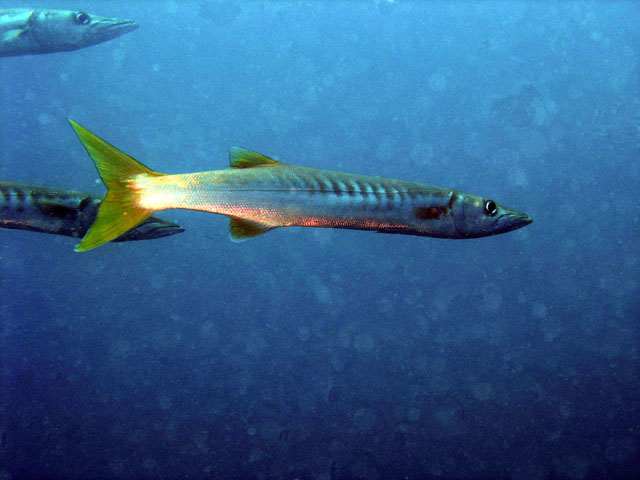 Blackfin barracuda (Sphyraena qenie), Pulau Tioman, West Malaysia