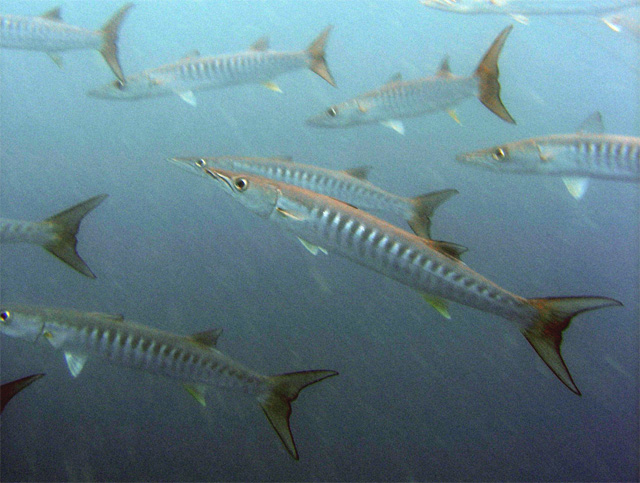 Blackfin barracuda (Sphyraena qenie), Pulau Tioman, West Malaysia