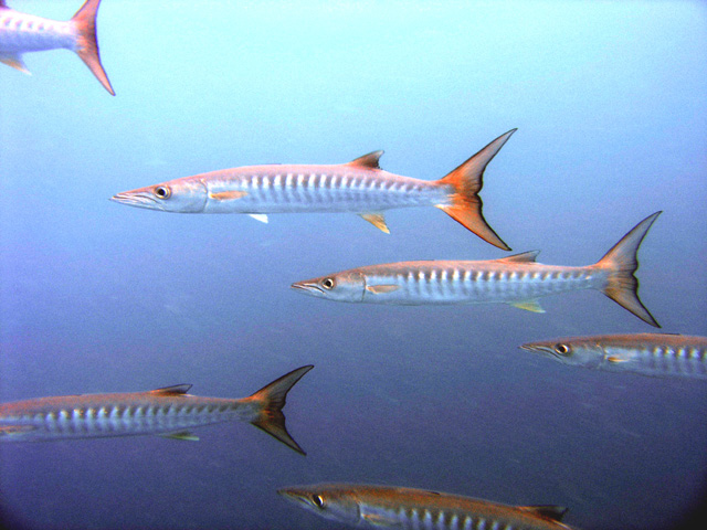 Blackfin barracuda (Sphyraena qenie), Pulau Tioman, West Malaysia