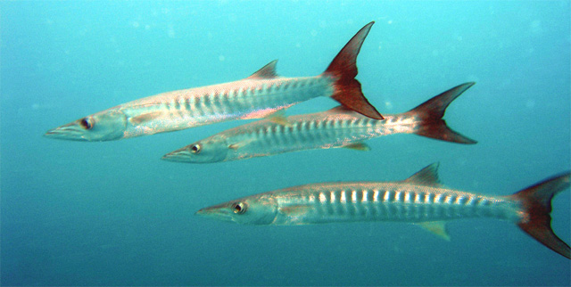 Blackfin barracuda (Sphyraena qenie), Pulau Tioman, West Malaysia