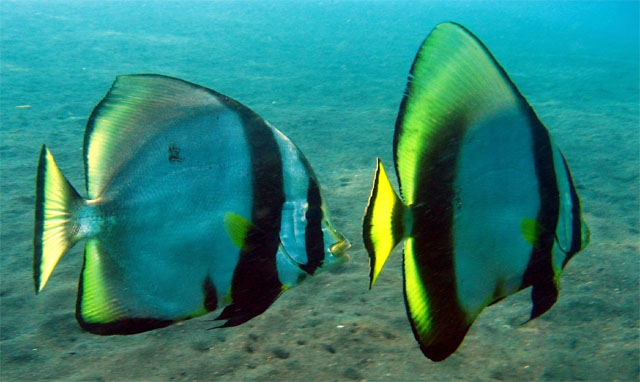 Pinnate batfish (Platax pinnatus), Bali, Indonesia
