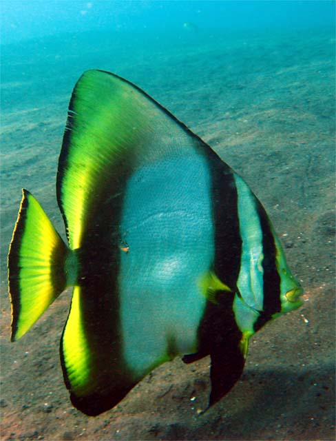 Pinnate batfish (Platax pinnatus), Bali, Indonesia