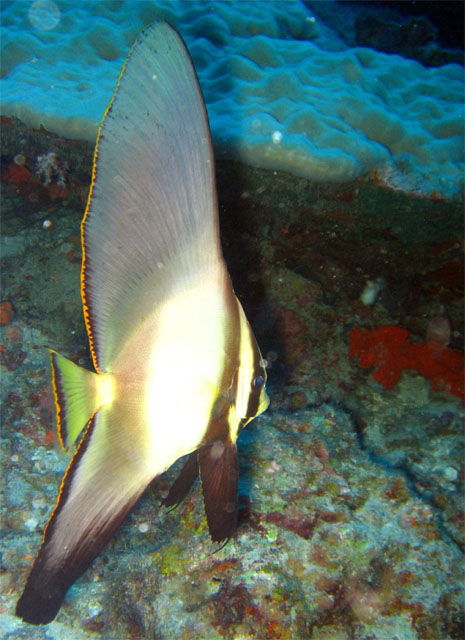 Juvenile Pinnate batfish (Platax pinnatus), Anambas, Indonesia