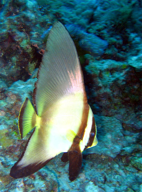 Sub-adult Tallfin batfish or Longfin spadefish (Platax teira) (Platax pinnatus), Pulau Badas, Indonesia
