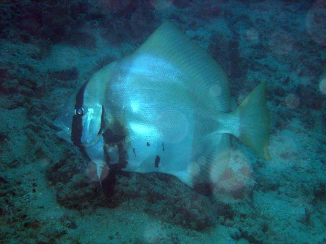 Zebra batfish or Batavis spadefish (Platax batavianus), Pulau Aur, West Malaysia