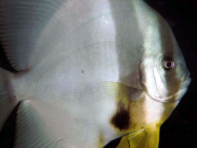 Tallfin batfish or Longfin spadefish (Platax teira), Pulau Aur, West Malaysia