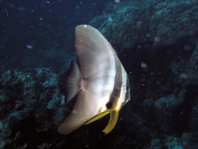 Tallfin batfish or Longfin spadefish (Platax teira), Pulau Aur, West Malaysia