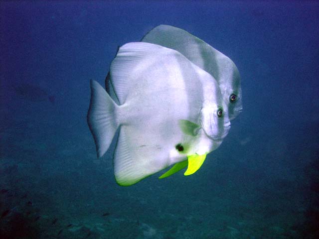 Tallfin batfish or Longfin spadefish (Platax teira), Pulau Aur, West Malaysia