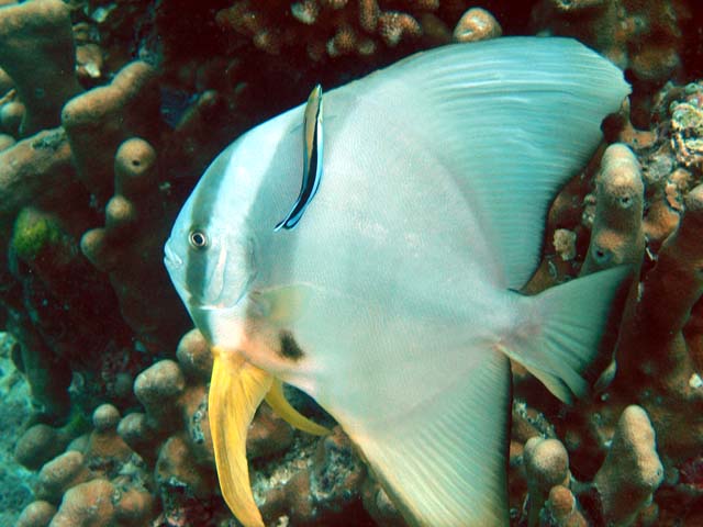 Tallfin batfish or Longfin spadefish (Platax teira) with Bluestreak cleaner wrasse (Labroides dimidatus), Pulau Aur, West Malaysia