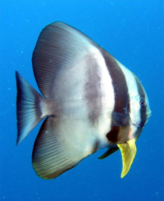 Tallfin batfish or Longfin spadefish (Platax teira), Pulau Tioman, West Malaysia