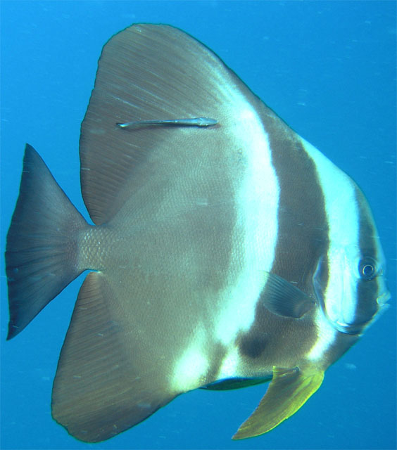 Tallfin batfish or Longfin spadefish (Platax teira) with Remora, Pulau Tioman, West Malaysia
