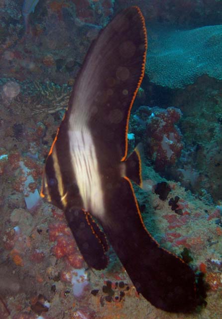 Juvenile Pinnate batfish (Platax pinnatus), Anambas, Indonesia