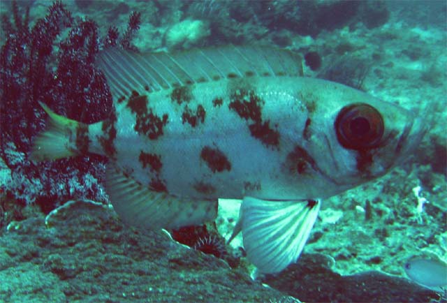 Bloch's bigeye (Priacanthus blochii), Bali, Indonesia