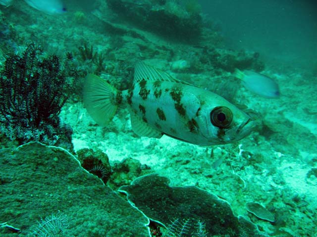 Bloch's bigeye (Priacanthus blochii), Bali, Indonesia