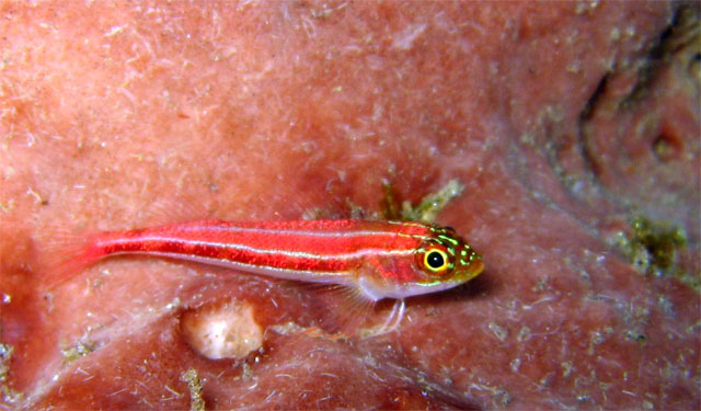 Striped triplefin blennie (Helcogramma striatum), Bali, Indonesia