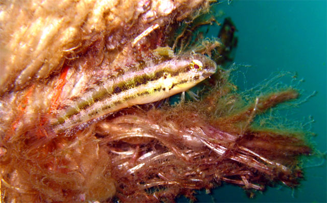 Shorthead fangblennie (Petroscirtes breviceps), Subic Bay, Philippines