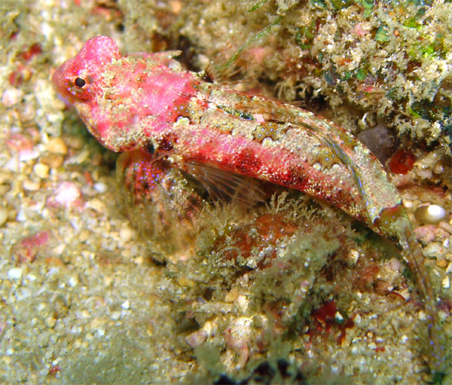 Blennie sp., Puerto Galera, Mindoro, Philippines