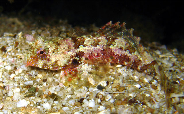 Blennie sp., Puerto Galera, Mindoro, Philippines