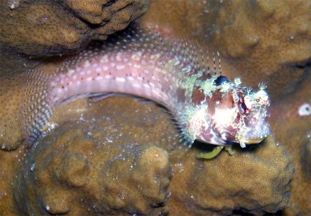 White-spotted blenny (Salarias alboguttatus), Pulau Aur, West Malaysia